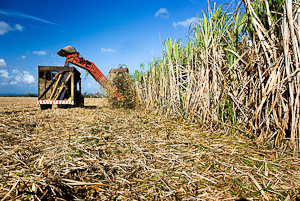 Sugar cane harvest time
