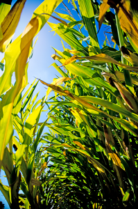 Corn-Field (1)