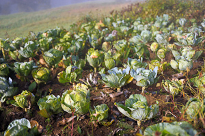 Ripe cabbage